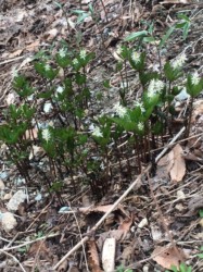 群生して咲いているヒトリシズカ