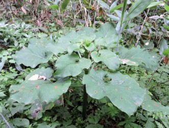 ウバユリの葉 中央に花芽がある