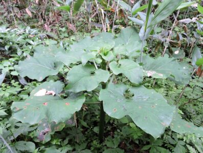 ウバユリの葉 中央に花芽がある