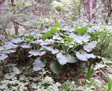 ウバユリの葉