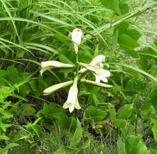 ウバユリの花