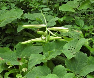 ウバユリの花