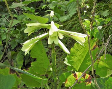 ウバユリの花