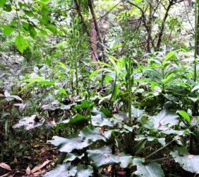 大量に実をつけたウバユリ