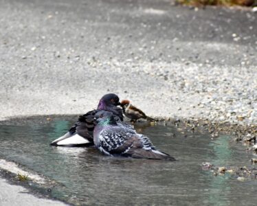 暑いので水浴びする