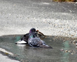 暑いので水浴びする