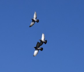 数羽で飛翔中