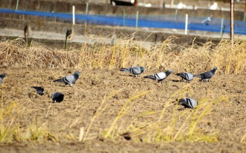 畑で採餌中