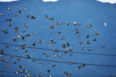 大きな群れが飛翔中