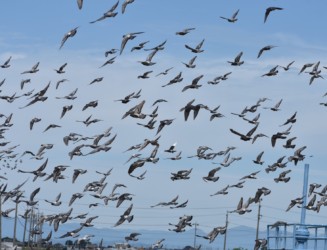大きな群れが飛翔中