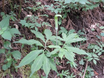 マムシグサの花