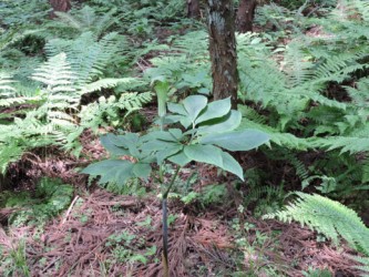 マムシグサの花