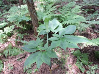 マムシグサの花