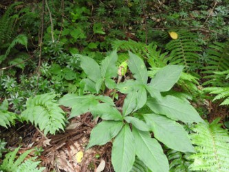 マムシグサの実