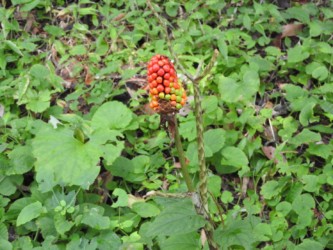 マムシグサの実