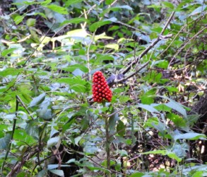 マムシグサの実