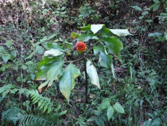 マムシグサの実