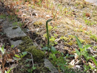 小さいカラスビシャク