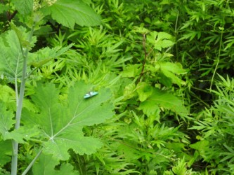 タケニグサの葉に止まる