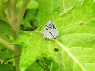 ミドリシジミの裏の翅の紋様