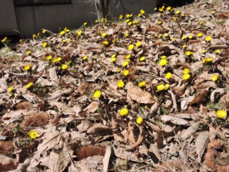 群生して咲くフクジュソウ