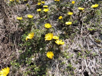 群生して咲くフクジュソウ