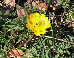 3月末の寒さでも花粉を運ぶ昆虫