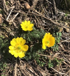 3月末の寒さでも花粉を運ぶ昆虫