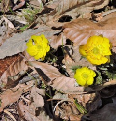 3月末の寒さでも花粉を運ぶ昆虫