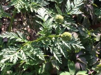 フクジュソウの実