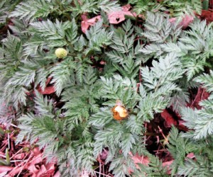 フクジュソウの実