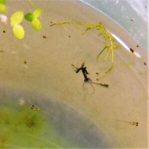メダカの稚魚を捕えた枝を出しているヒドラ