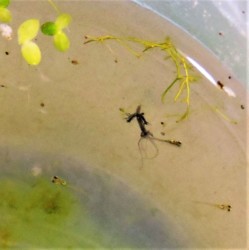 メダカの稚魚を捕えた枝を出しているヒドラ