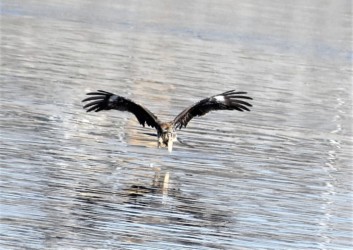降りてきたトビ