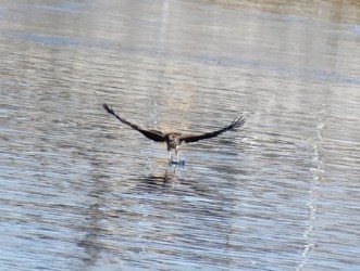 水面に脚を突っ込む