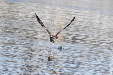 左足に魚を掴んで飛び立つ