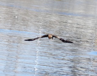 捕った魚を確認する
