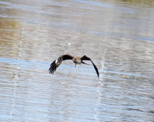 確認してから飛翔する