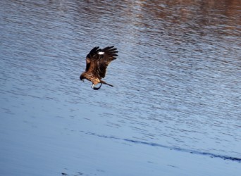 他のトビも魚の確認をする