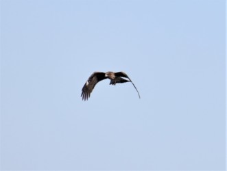 魚を掴んで飛翔中