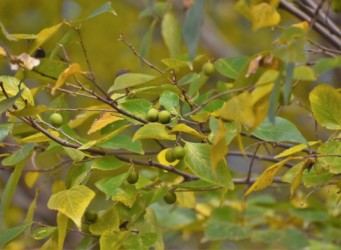 ムクノキの実 だんだん黒くなる