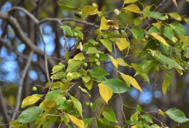 ムクノキの実 だんだん黒くなる