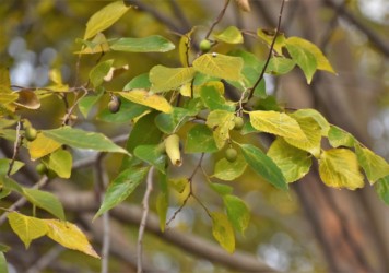 ムクノキの実 だんだん黒くなる