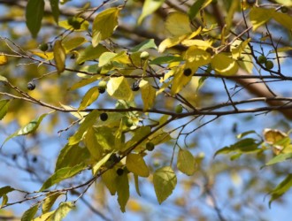 ムクノキの実 だんだん黒くなる