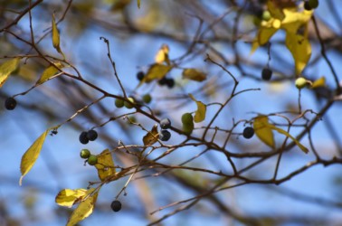 ムクノキの実 だんだん黒くなる