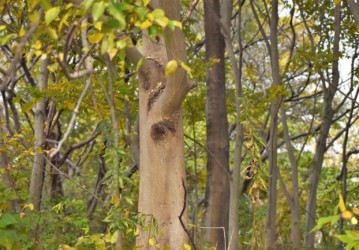 ムクノキの木肌 少しざらついている
