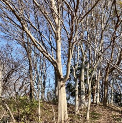 ムクノキの林か?