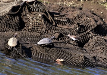 アカミミガメの横を通る