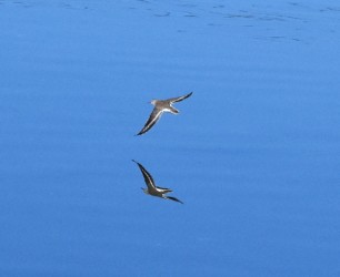 飛翔中のイソシギ