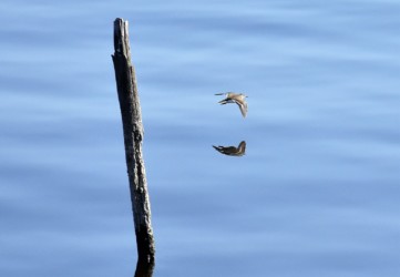 飛翔中のイソシギ